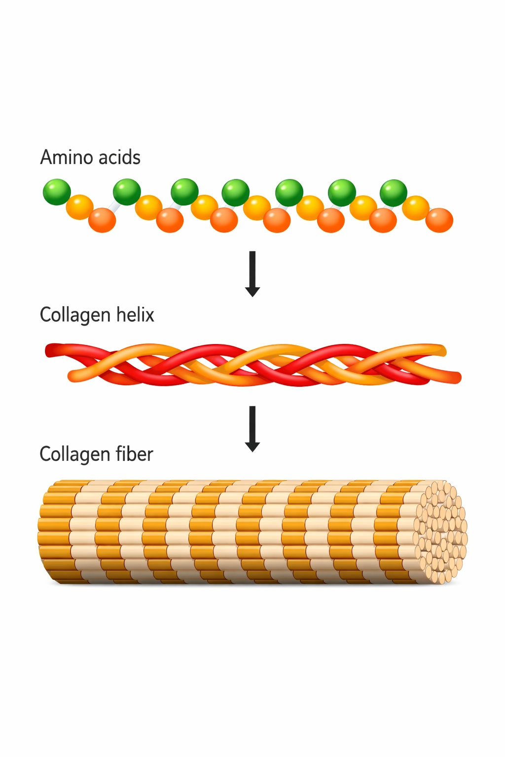 Collagen diagram